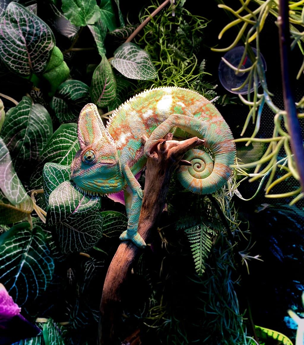 Léo le caméléon, la mascotte