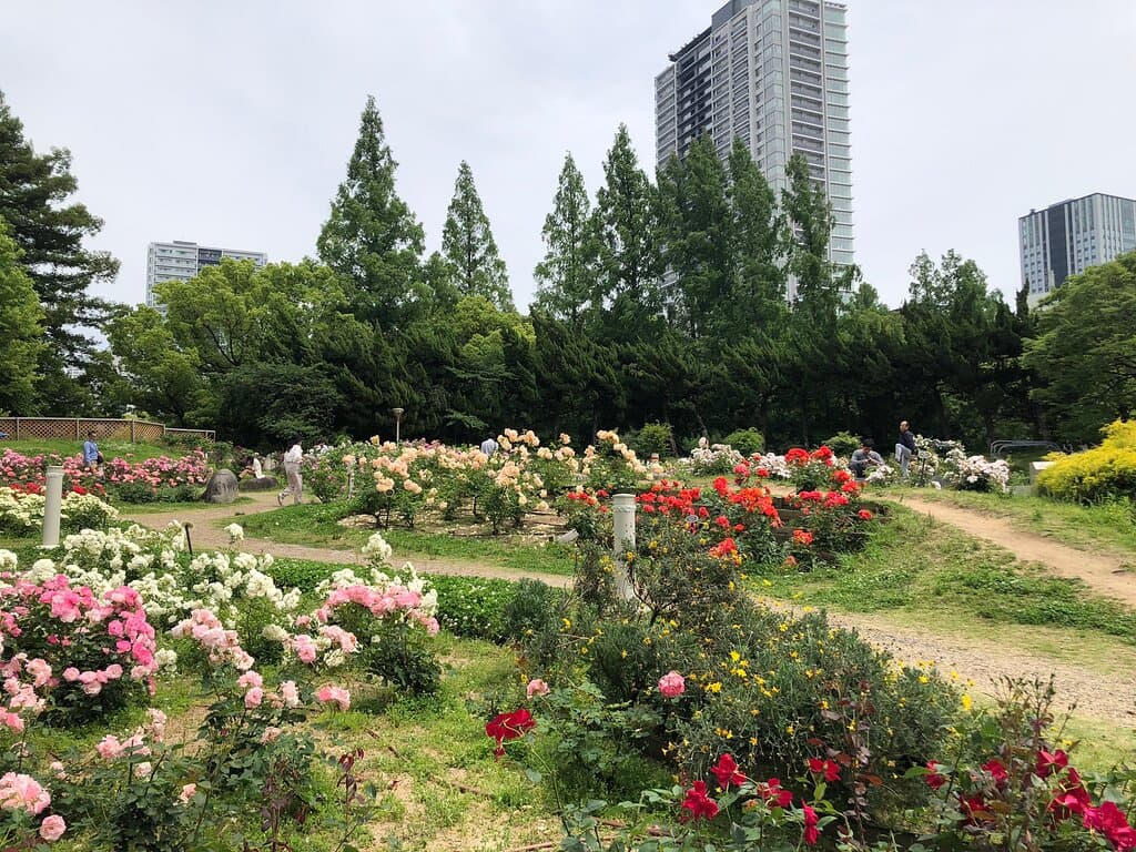 バラ園🌹