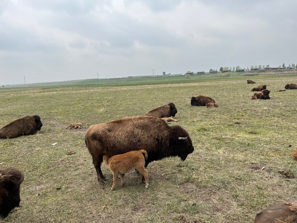Terry Bison Ranch