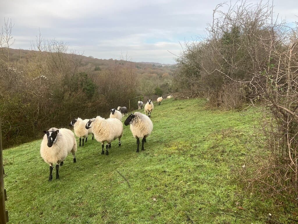 Sheep for company!
