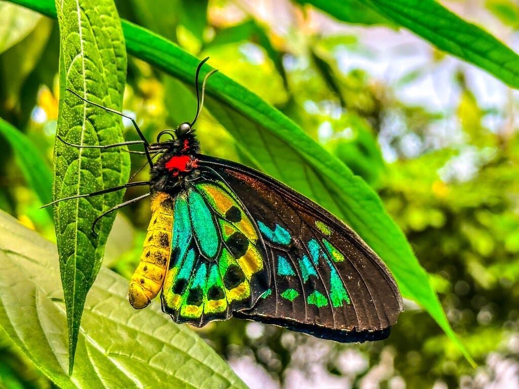 Beautiful butterflies!
