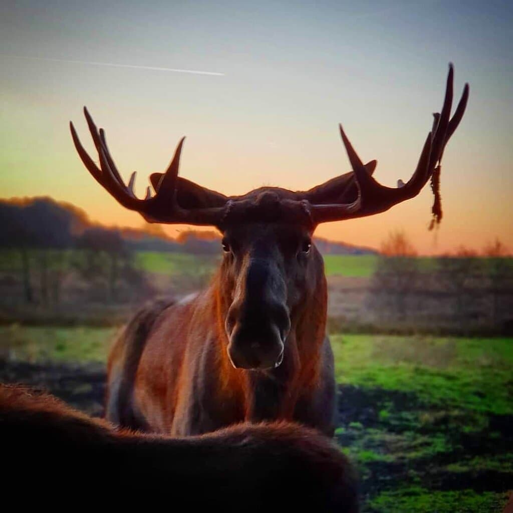 Ystad Zoo