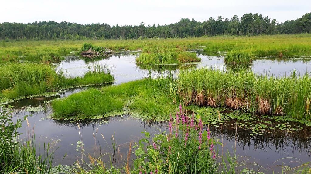 La Vase Watershed marshland near the La Vase River Bridge