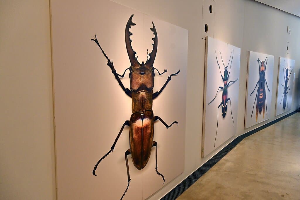 巨大昆虫ビジュアルのアート作品。