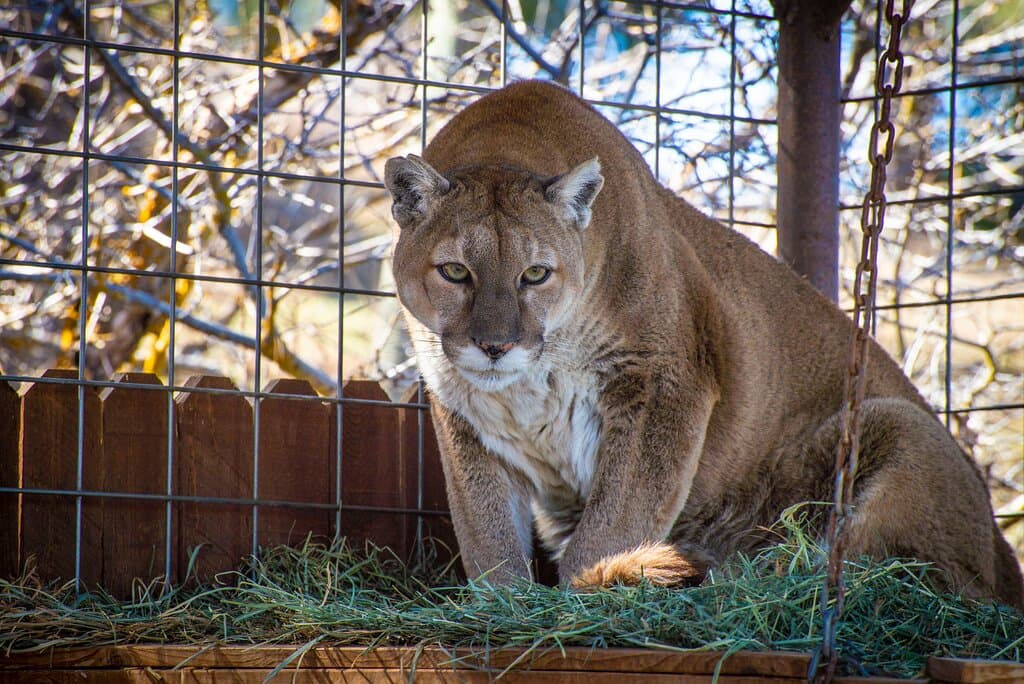 Our mountain lion, Willow