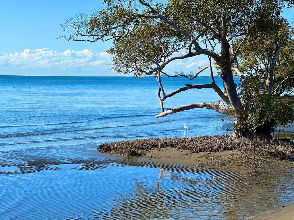 Nudgee Beach Boardwalk Brisbane