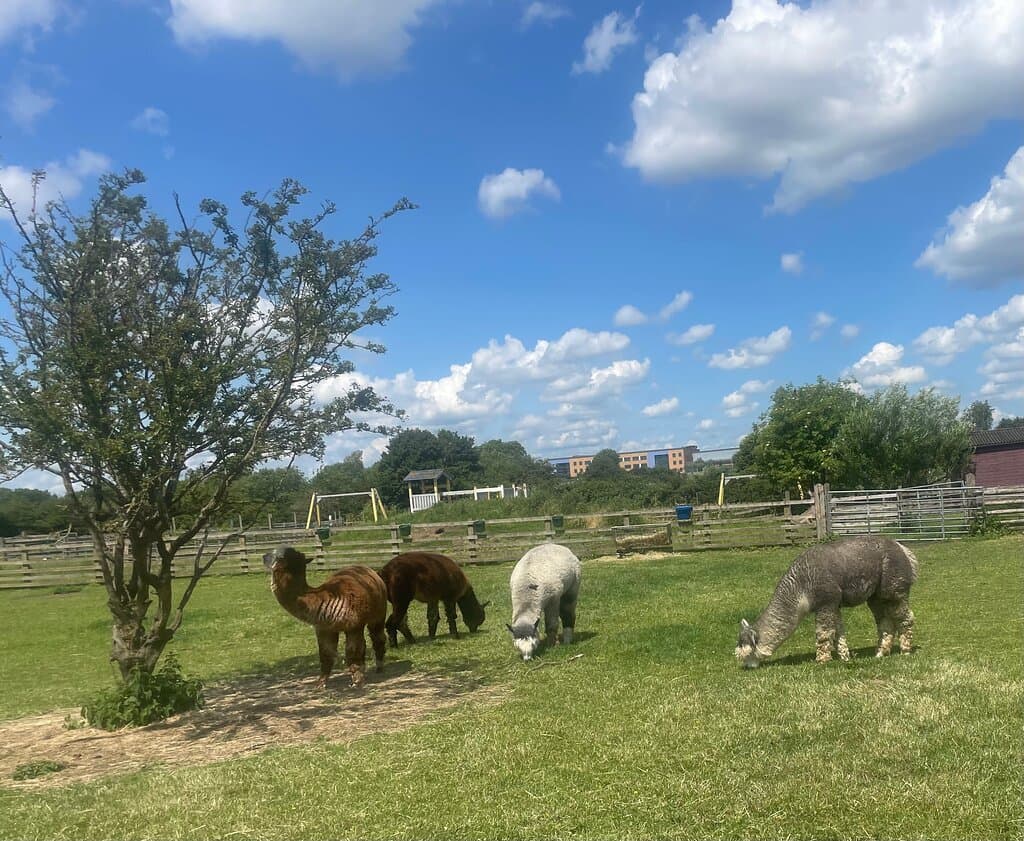 Gorse Hill City Farm