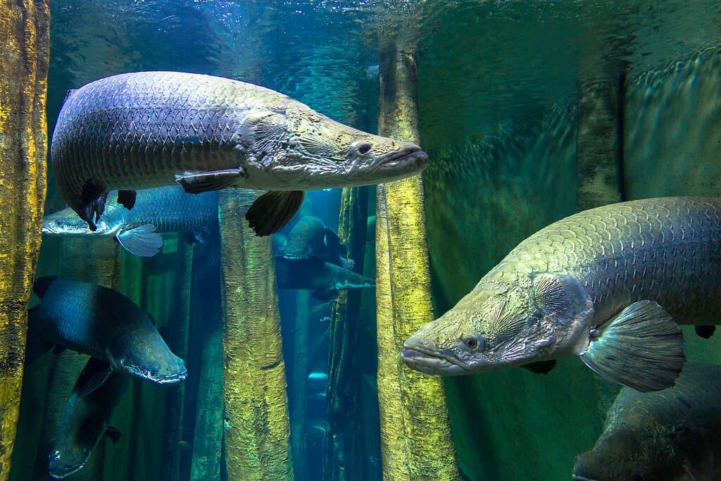 Grupo de arapaimas (Arapaima gigas)
