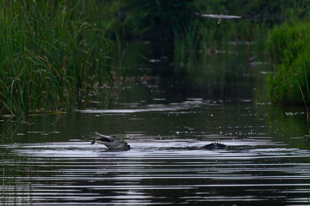 Lake Trafford Airboat Tours