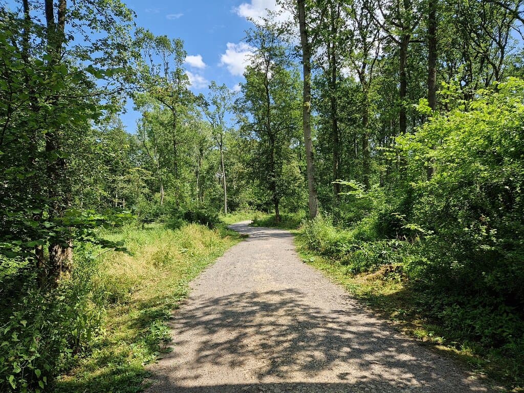 Fineshade Wood