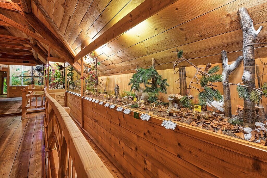 Präsentation der Pilze im Herbst und Winter  Presentation of mushrooms in autum and winter
