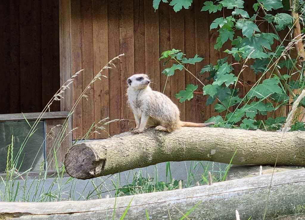 Skærup Zoo