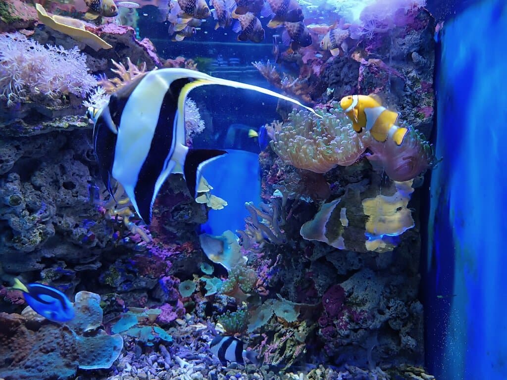 Aquarium O Grove