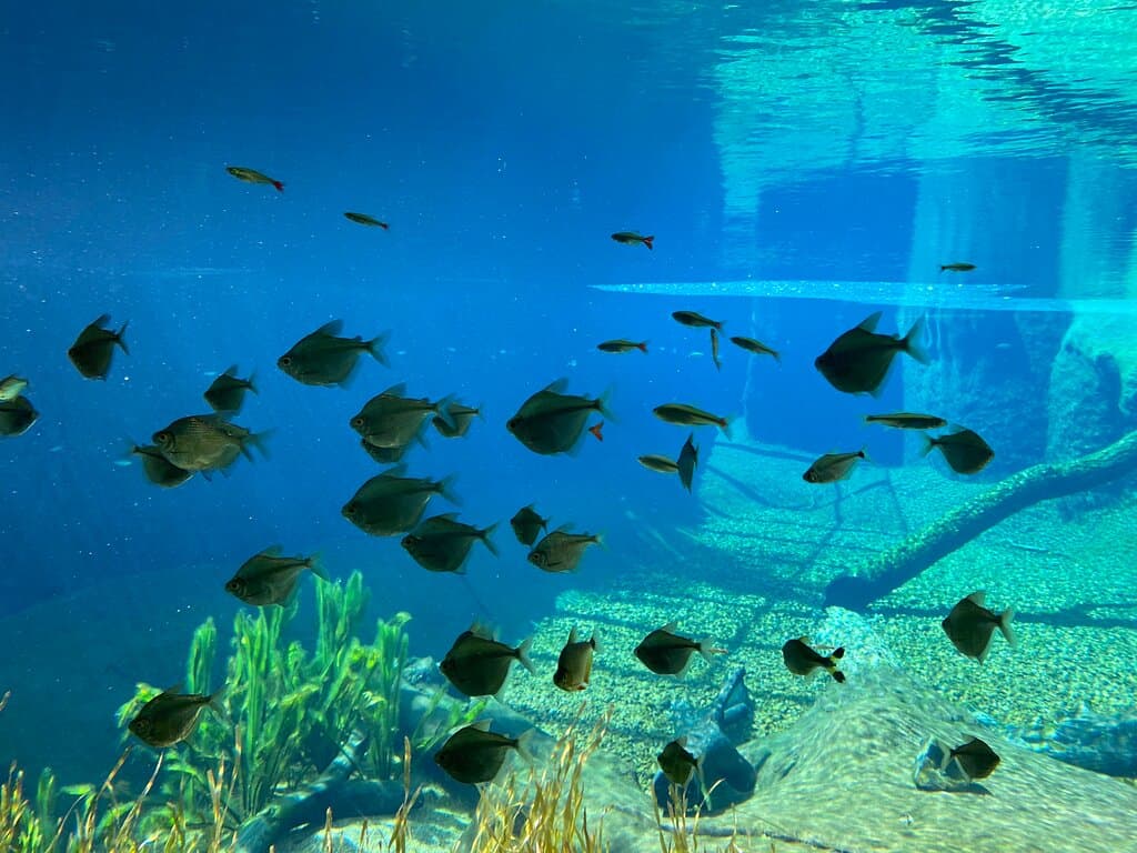 Bioparque Pantanal Aquário do Pantanal