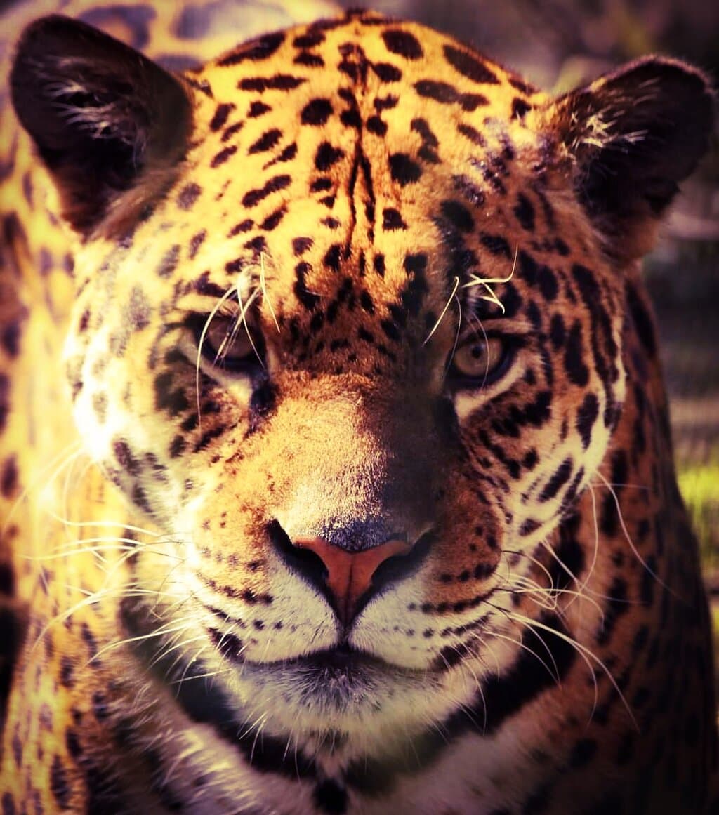 Amazona Zoo