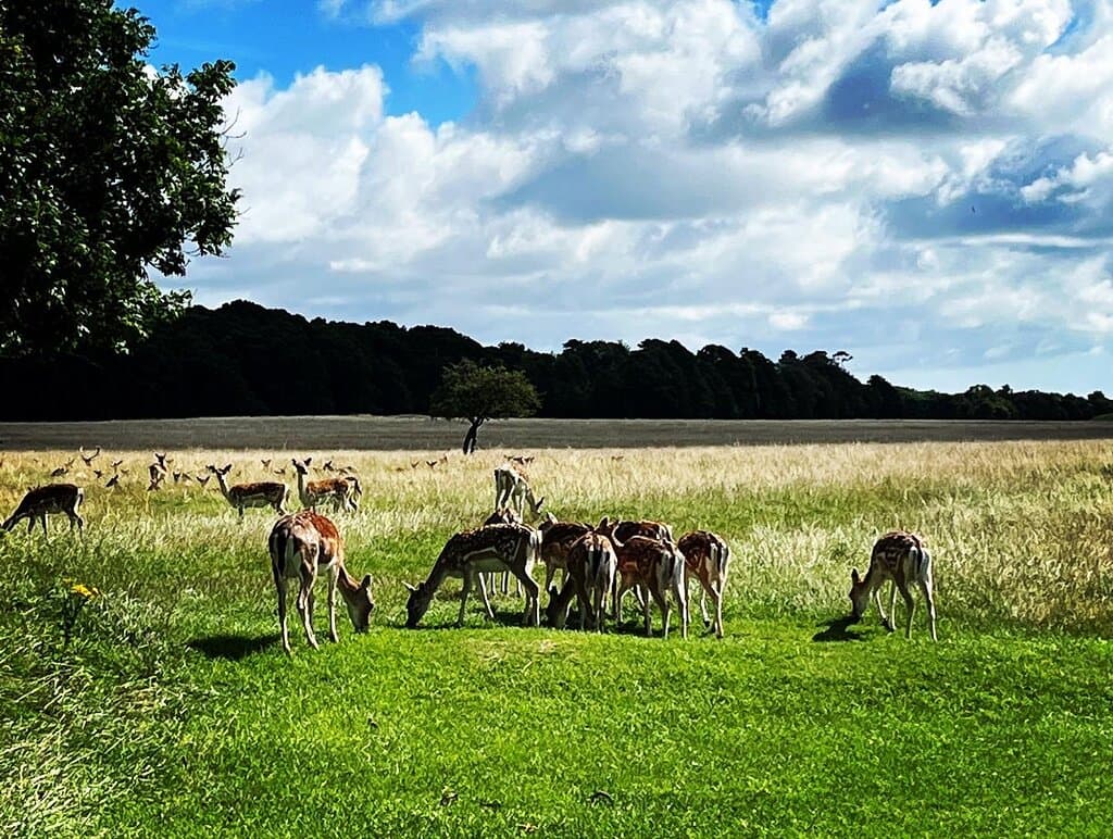 Phoenix Park