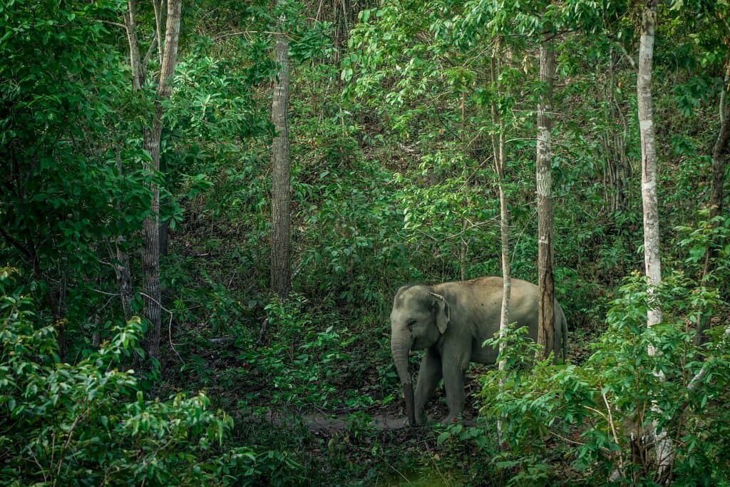 An elephant stands in lush forest at Elephant Jungle Sanctuary (EJS) Thailand