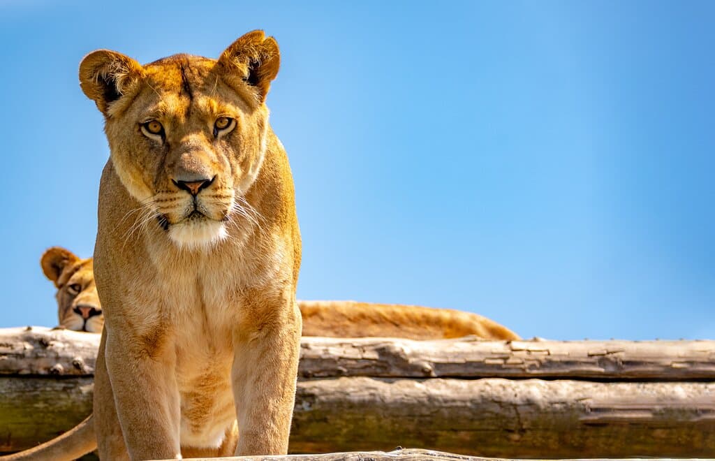 Lioness