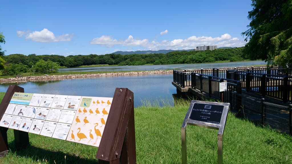 昆陽池のサギ