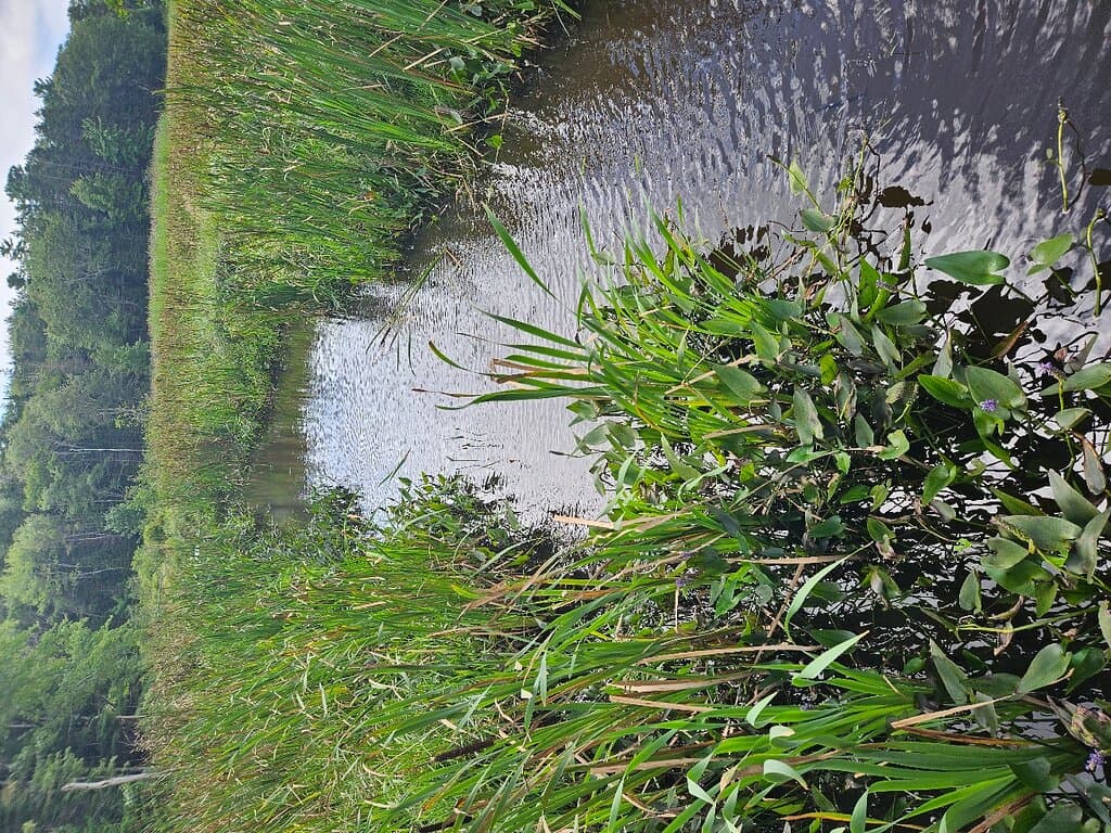 Penny Lake Preserve