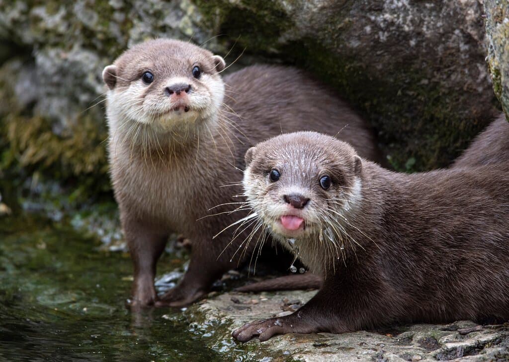 Asian Short-Clawed Otters at Battersea Park Children's Zoo
