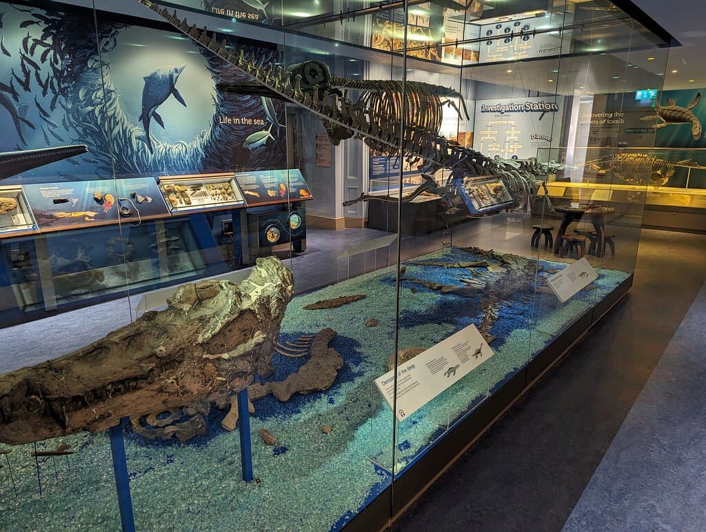 Dinosaur room