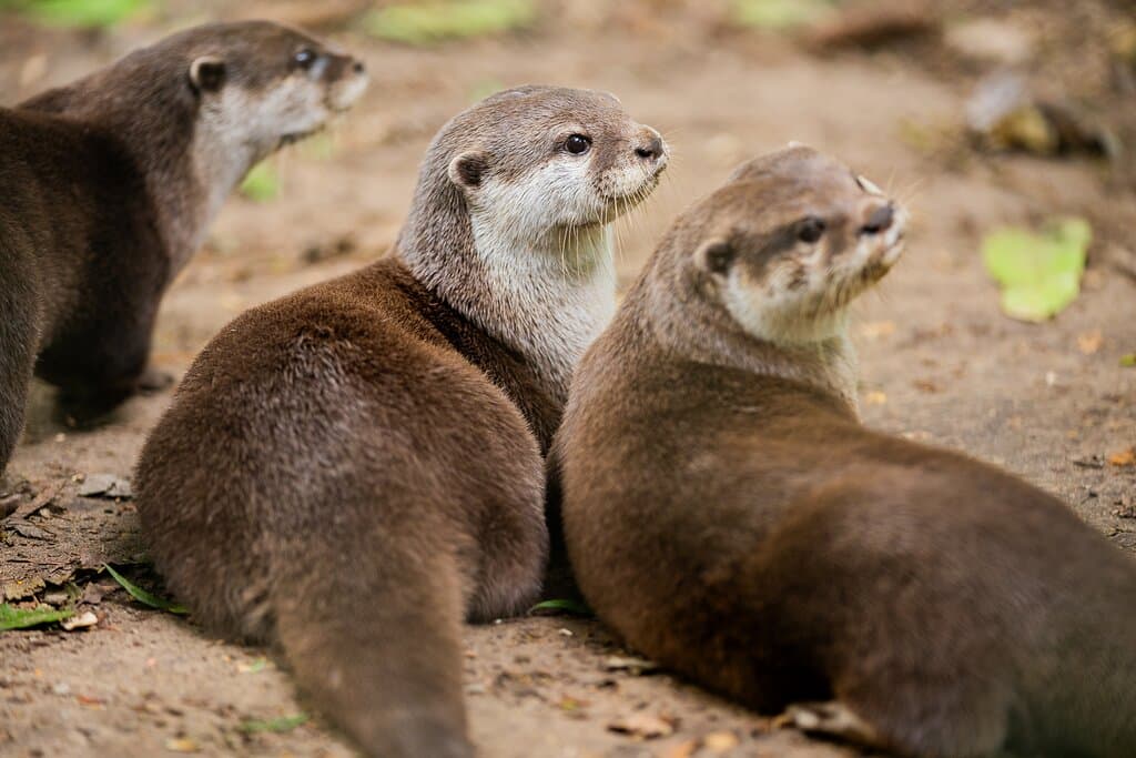Eurasian Otters at at New Forest Wildlife Park