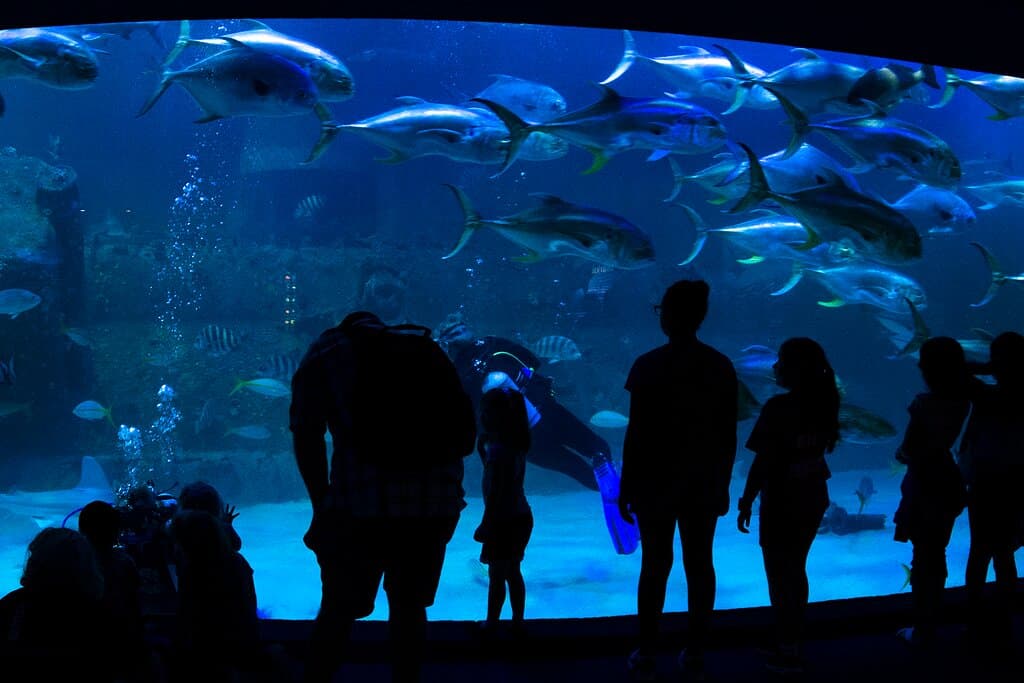 306,000 gallon Living Shipwreck habitat