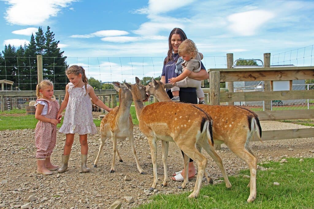 Get right in with our friendly fallow deer.  Make sure you don't let them chew your clothes.  When we say friendly we mean friendly!