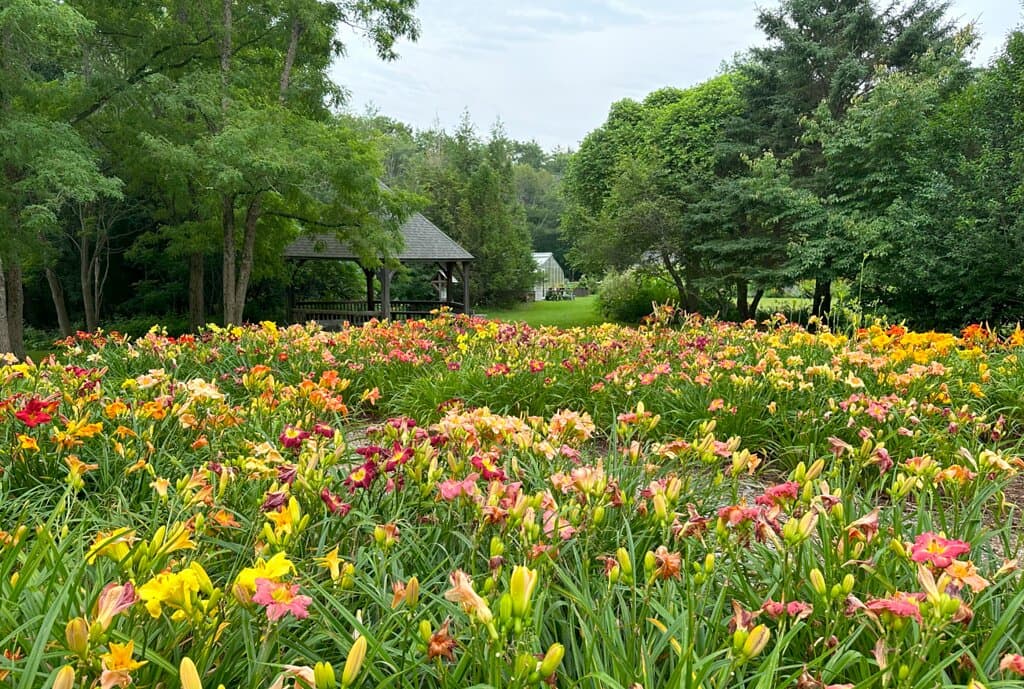 Visit the Maine Hemerocallis Society daylily planting at Merryspring Nature Center in Camden, Maine in late July and August.