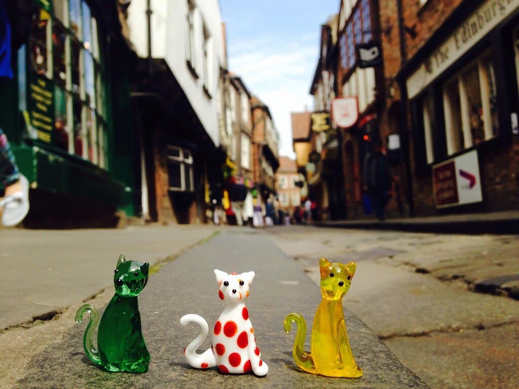How many cats you can spot on the Shambles?