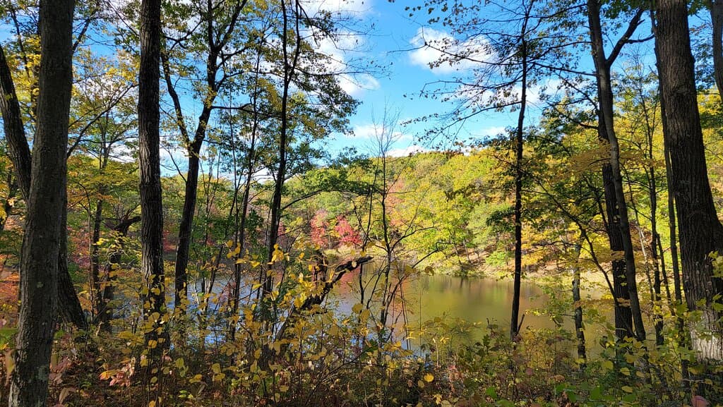 Lake through the trees
