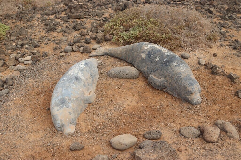 Lobos Marinos de piedra en el Puerto de Lobos