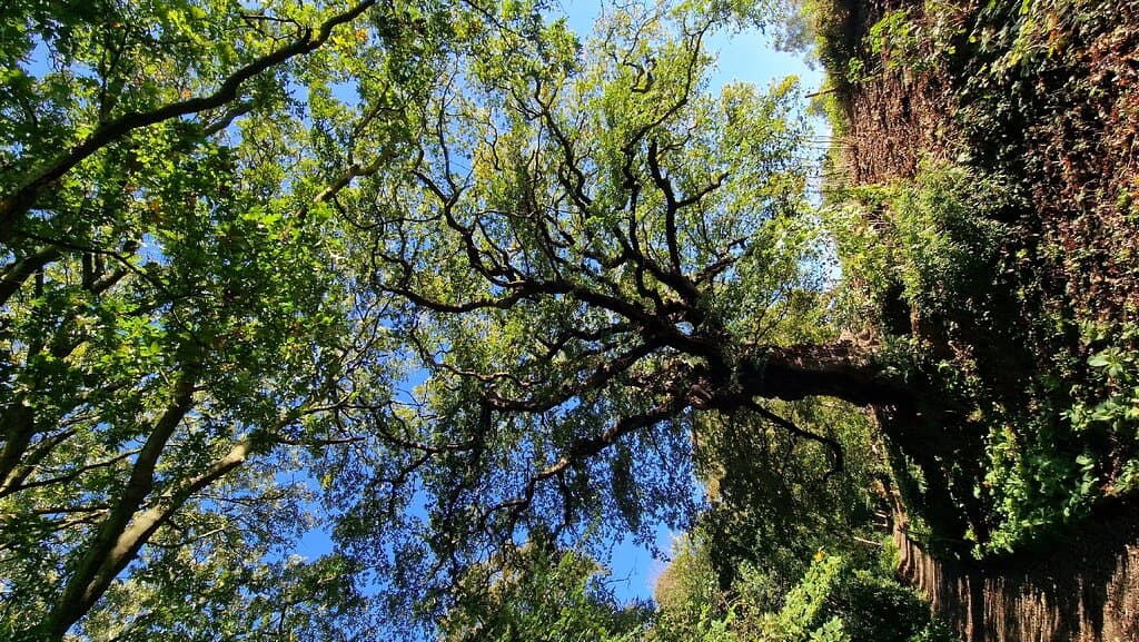 Warley Place Nature Reserve
