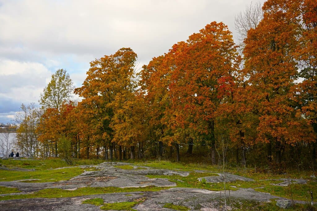 Beautiful autumn tints