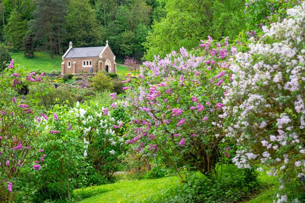 La collection du lilas, collection patrimoine horticole lorrain du Jardin botanique Jean-Marie Pelt © Julien DECOLLOGNE