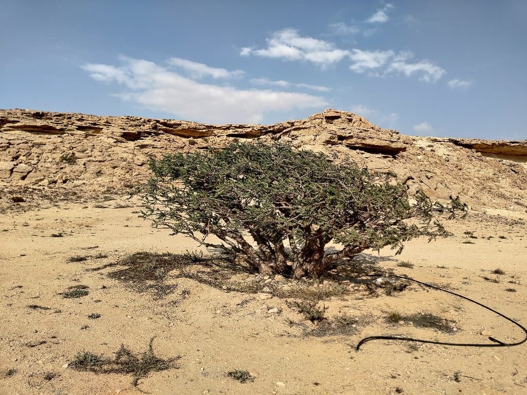 Wadi Dawkah Frankincense Reserve Oman