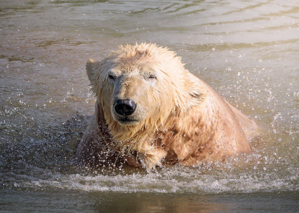 Ewa the polar bear at Europe's largest polar bear reserve - Jimmy's Farm & Wildlife Park
