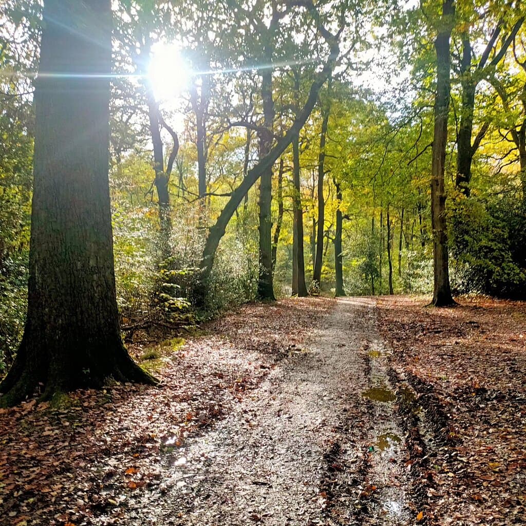 Swithland Wood