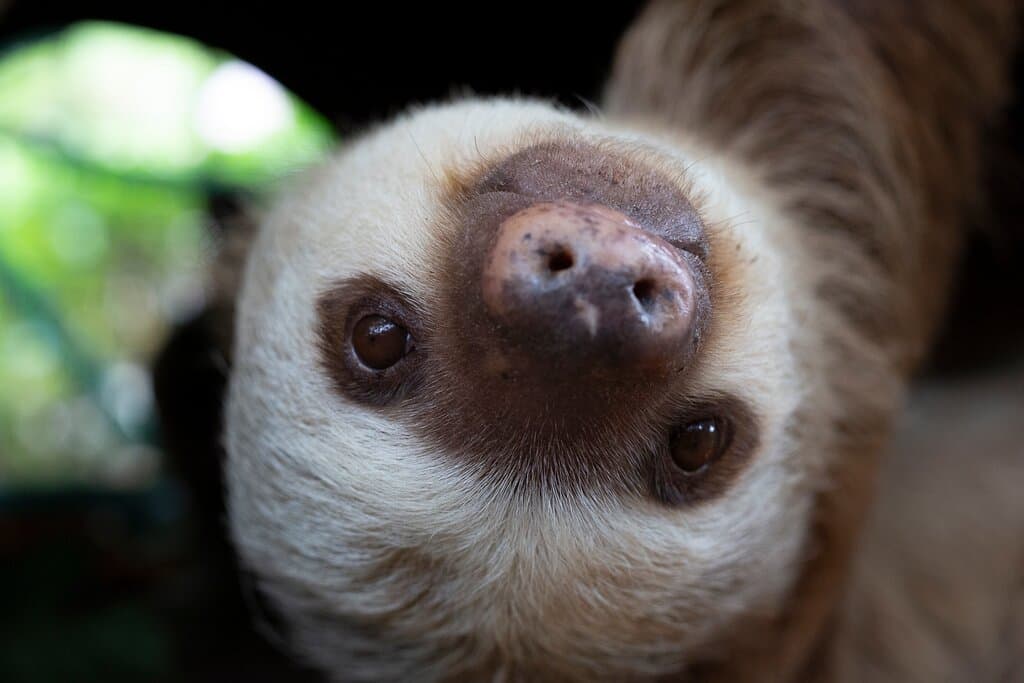 Mamma Mia, 2 Fingered Sloth