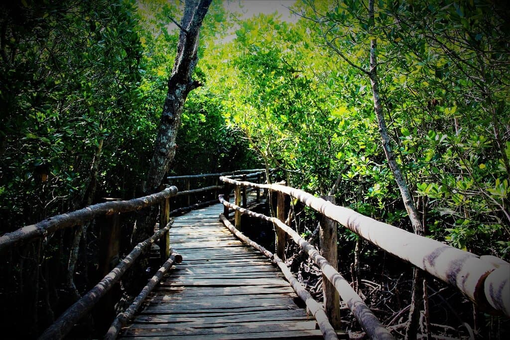a nature walk and canoe riding in the mangroves!