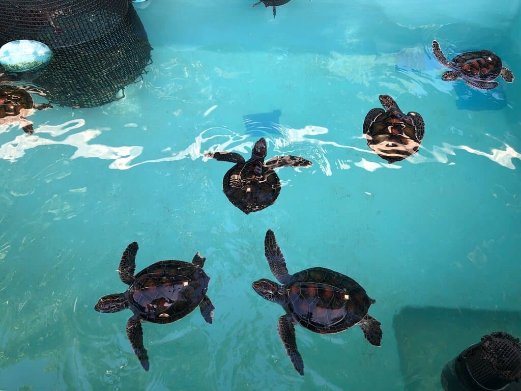 子ガメ
