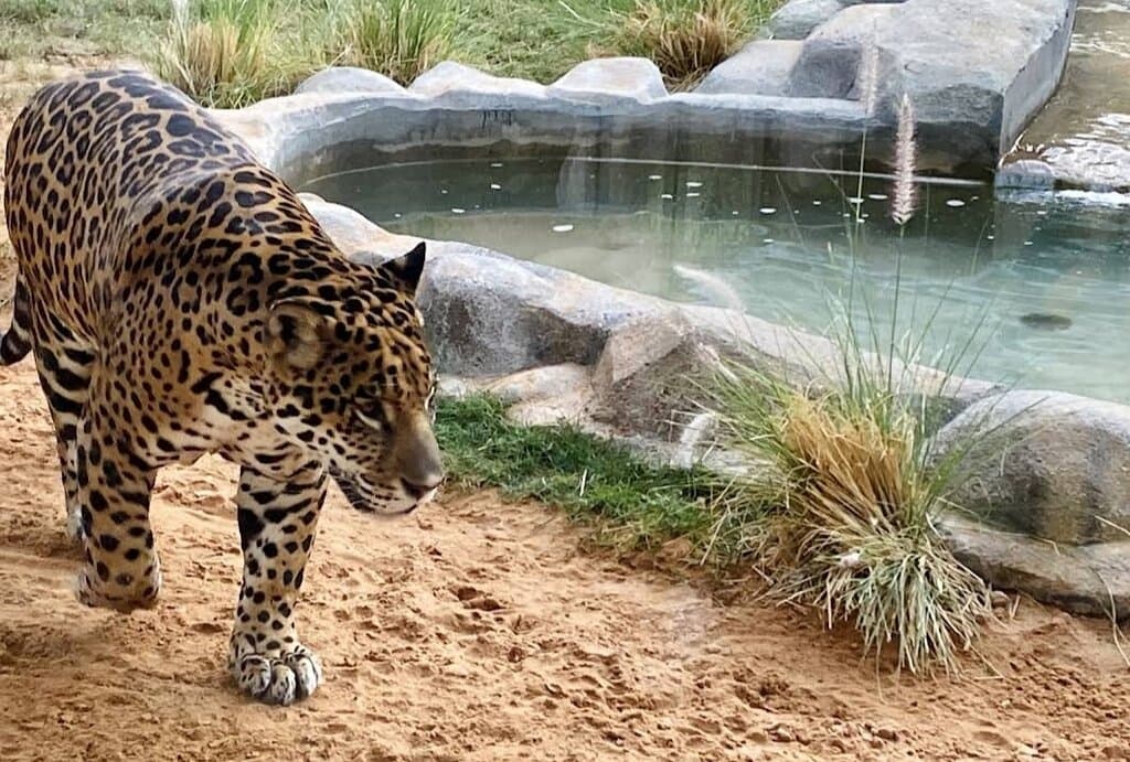 Riyadh Zoo
