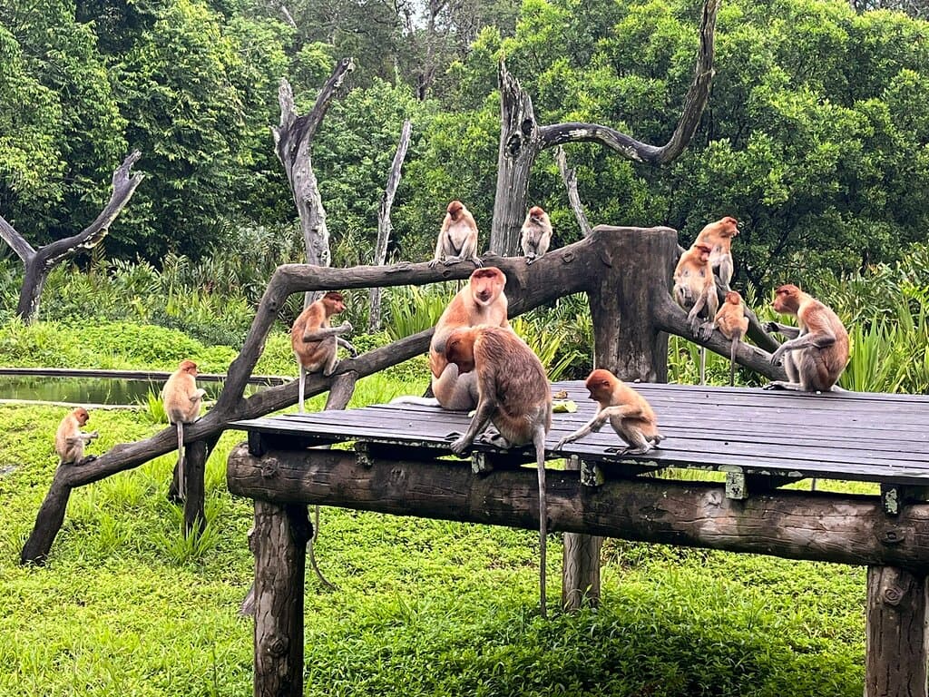 Labuk Bay Proboscis Monkey Sanctuary Sandakan