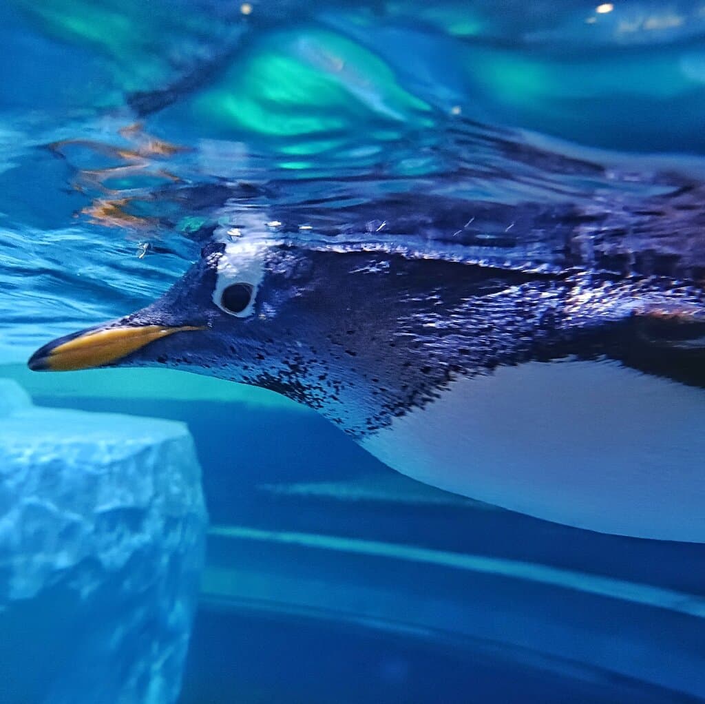 Night Safari Mandai Wildlife Reserve