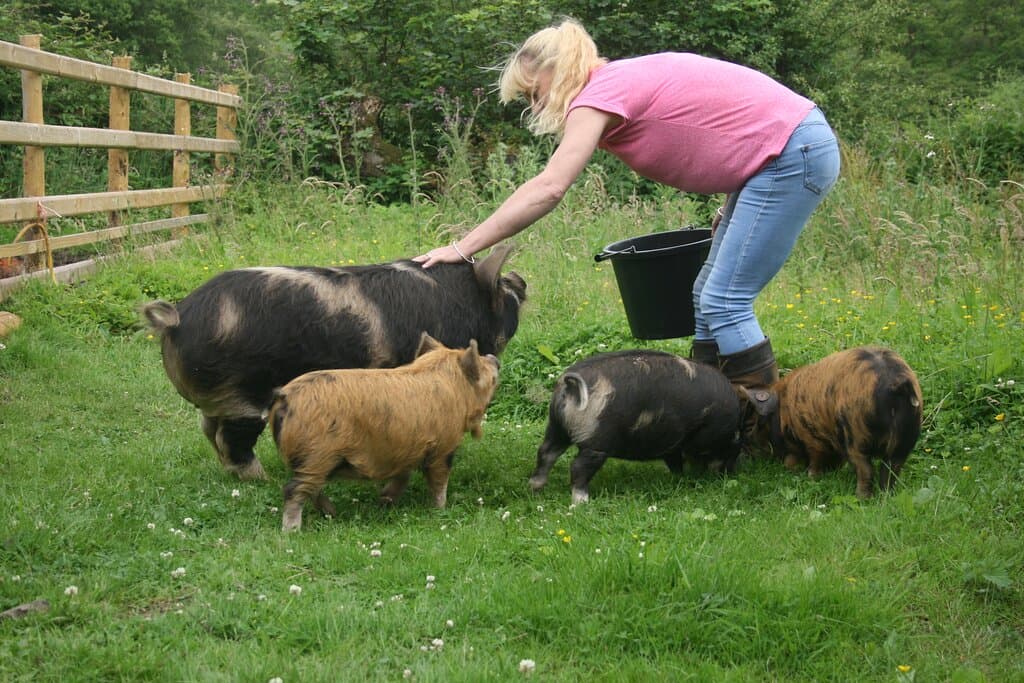 Walk some friendly kune kune pigs in the beautiful Brecon Beacons National Park