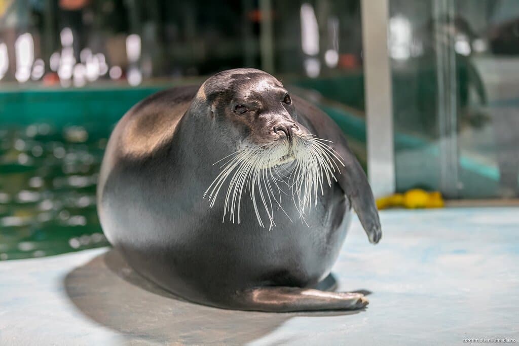 Meet the Bearded Seals, our Arctic Ambassadors!