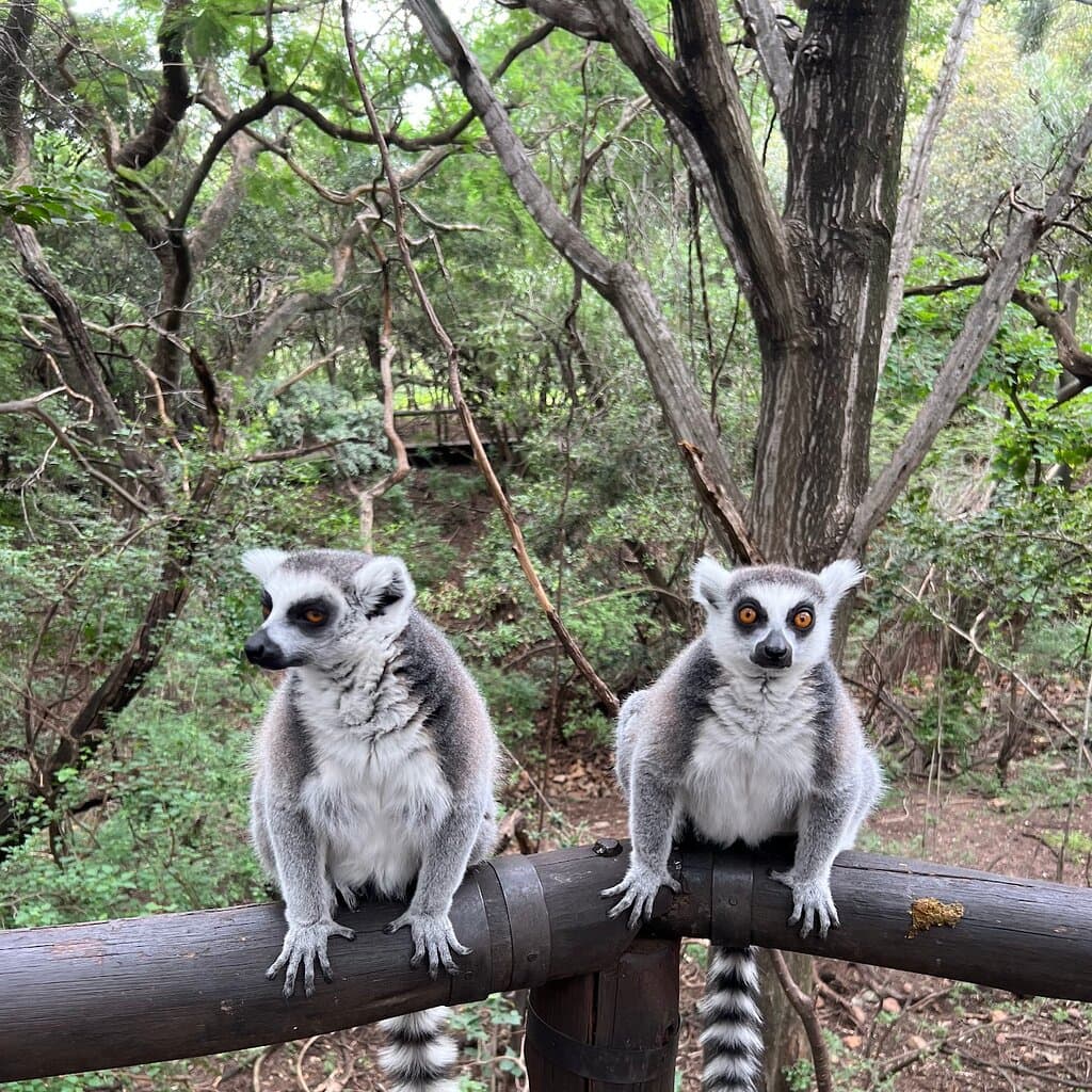 Ringtail Lemurs