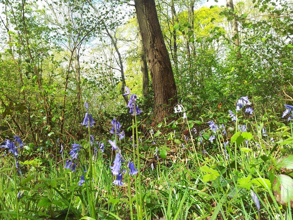 Bluebells in the woods - spring time