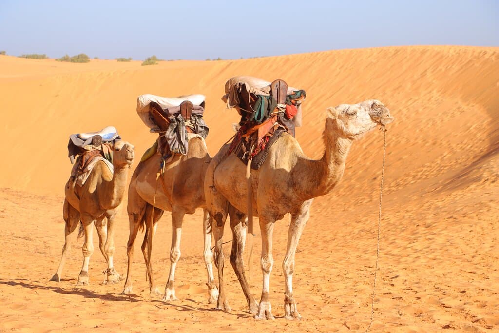 WWW.VOYAGEAVECNOUS.COM
FB ET INSTA AUTOURDUMONDE2023